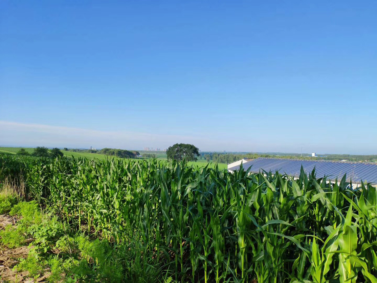 黑龍江水云科技引入智慧農業技術,進行生產示范 黑龍江水云科技引入智慧農業技術,進行生產示范