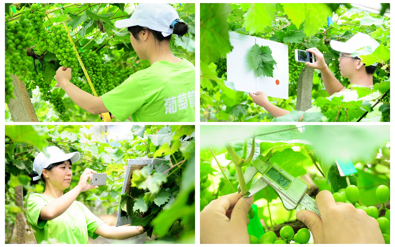 天潤智力生產實驗基地從種到銷,高品質陽光玫瑰上架香港商超 天潤智力生產實驗基地從種到銷,高品質陽光玫瑰上架香港商超