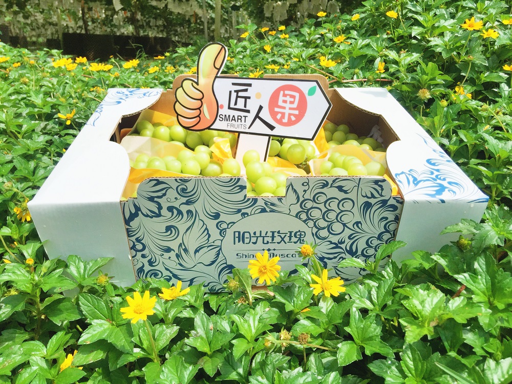 天潤智力生產實驗基地從種到銷,高品質陽光玫瑰上架香港商超 天潤智力生產實驗基地從種到銷,高品質陽光玫瑰上架香港商超