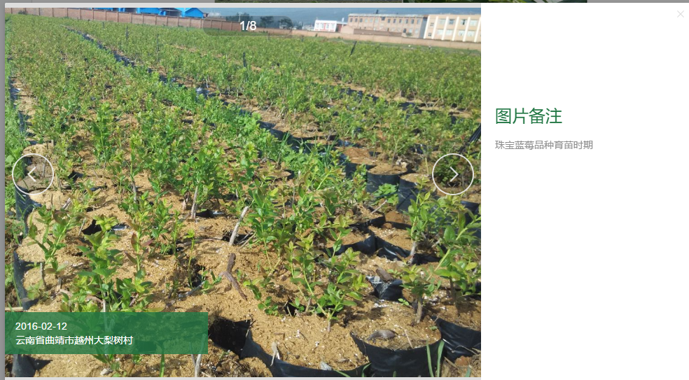 佳沃2號-生長期圖片