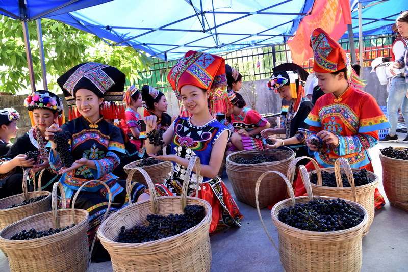 廣西都安利用農(nóng)產(chǎn)品溯源打開銷售通路,野生山葡萄走出大瑤山 廣西都安利用農(nóng)產(chǎn)品溯源打開銷售通路,野生山葡萄走出大瑤山