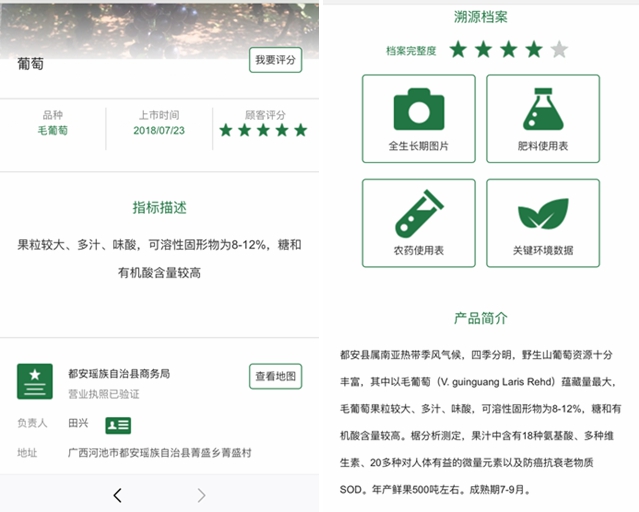 廣西都安利用農(nóng)產(chǎn)品溯源打開銷售通路,野生山葡萄走出大瑤山 廣西都安利用農(nóng)產(chǎn)品溯源打開銷售通路,野生山葡萄走出大瑤山