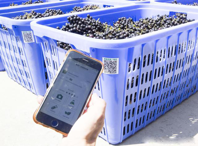 廣西都安利用農(nóng)產(chǎn)品溯源打開銷售通路,野生山葡萄走出大瑤山 廣西都安利用農(nóng)產(chǎn)品溯源打開銷售通路,野生山葡萄走出大瑤山