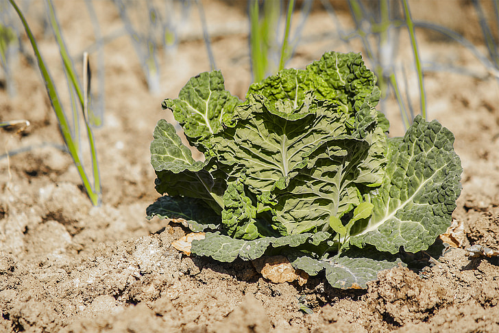 百年菜鄉(xiāng)賀州嚴守生產(chǎn)防線,開展標準化種植 百年菜鄉(xiāng)賀州嚴守生產(chǎn)防線,開展標準化種植