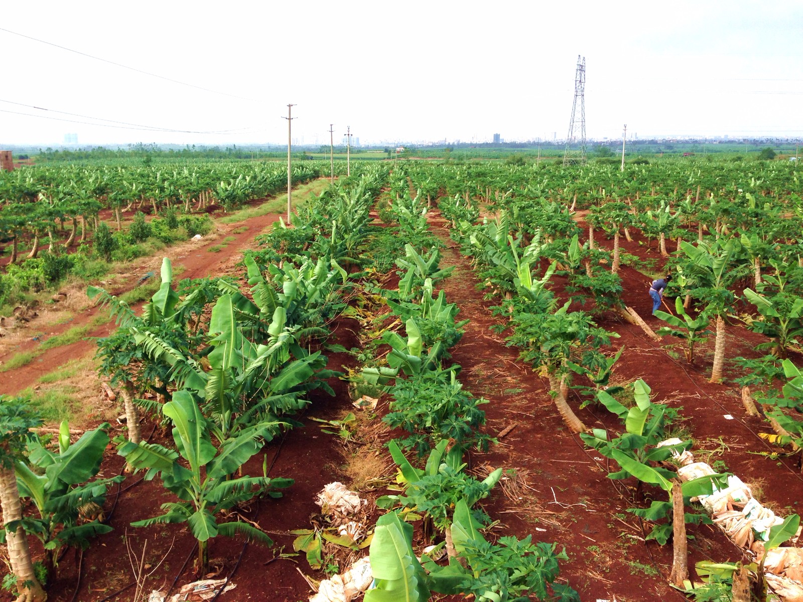 綠源果菜農業發展公司 綠源果菜農業發展公司