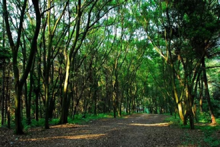 VT(mn)ɭֹ@ǻr(nng)I(y)g(sh)ɭֻ(zi)