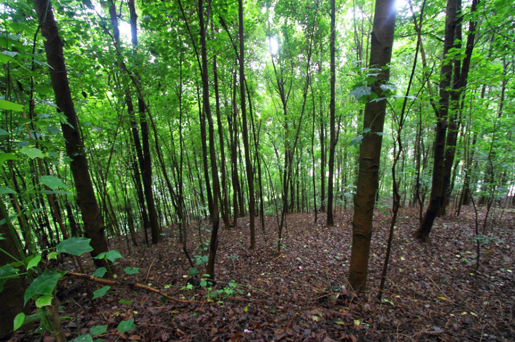 VT(mn)ɭֹ@ǻr(nng)I(y)g(sh)ɭֻ(zi)