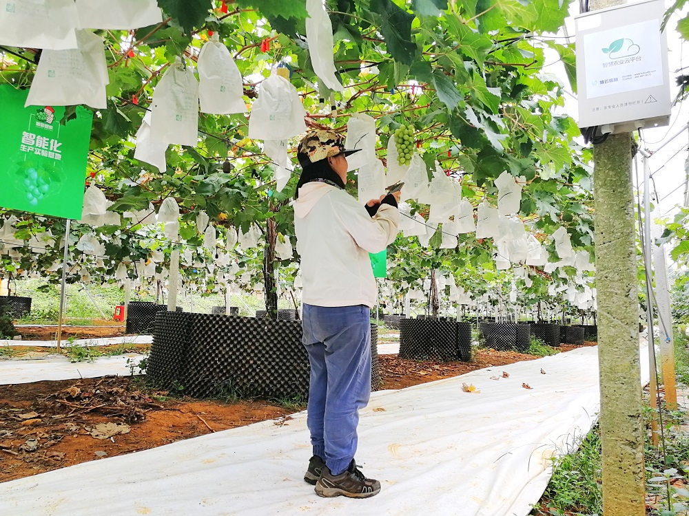 什么是智慧農業?——天潤智力的服務基地成功示范 什么是智慧農業?——天潤智力的服務基地成功示范