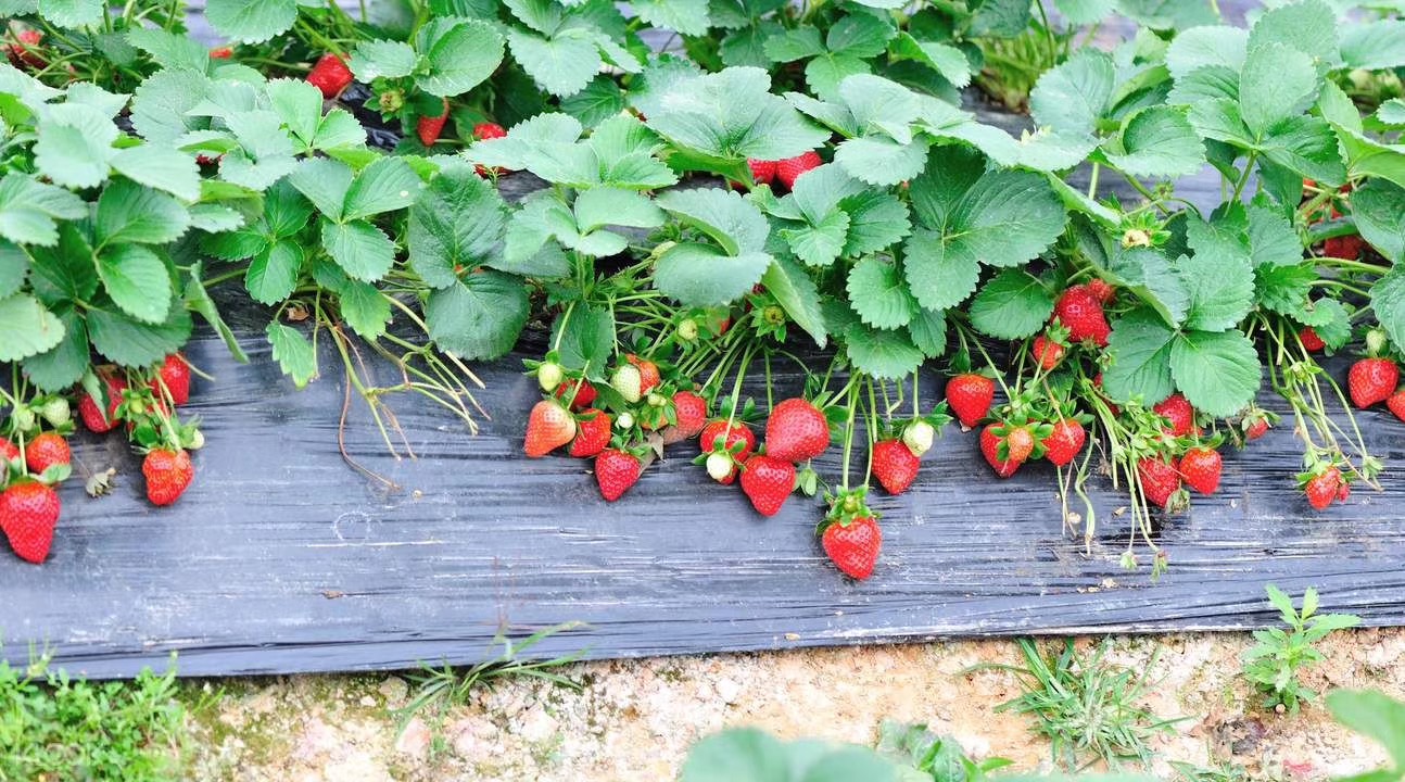 “天使美莓”顏值與實力并存的背后,是堅定不移的標準化理念 “天使美莓”顏值與實力并存的背后,是堅定不移的標準化理念