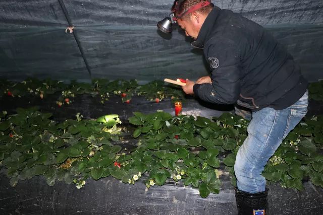 “天使美莓”顏值與實力并存的背后,是堅定不移的標準化理念 “天使美莓”顏值與實力并存的背后,是堅定不移的標準化理念