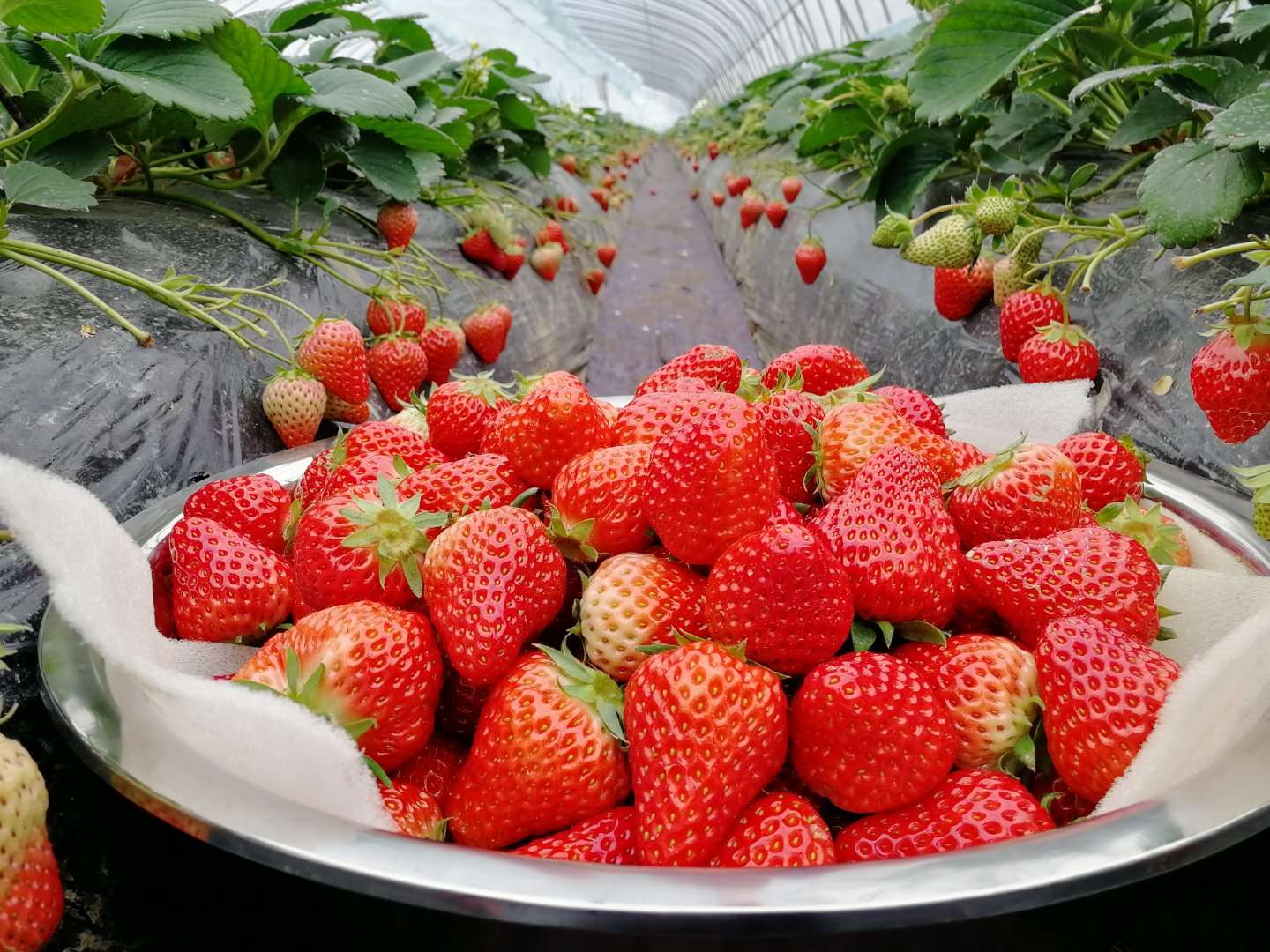 “天使美莓”顏值與實力并存的背后,是堅定不移的標準化理念 “天使美莓”顏值與實力并存的背后,是堅定不移的標準化理念