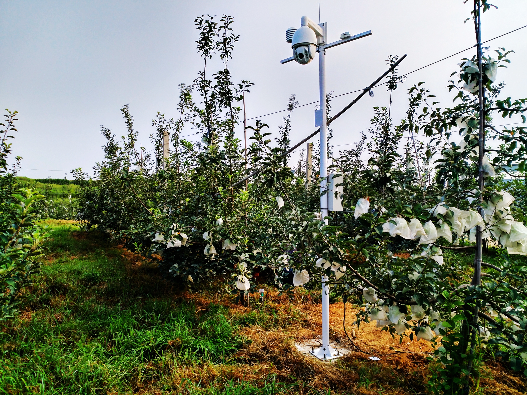 優果聯煙臺蘋果 優果聯煙臺蘋果