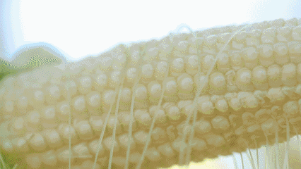 “微玉水果玉米”不僅是味蕾的創新,更是標準種植管理的升級 “微玉水果玉米”不僅是味蕾的創新,更是標準種植管理的升級