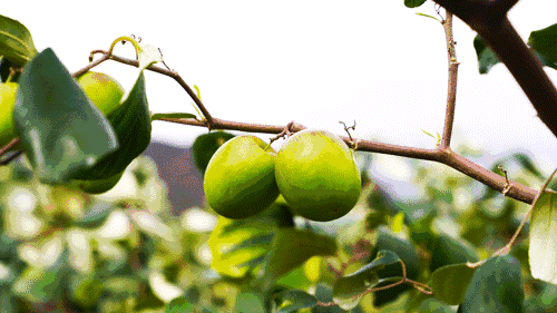 這個養活了全縣村民的“元謀青棗”,正在走上標準化轉型致富之路 這個養活了全縣村民的“元謀青棗”,正在走上標準化轉型致富之路