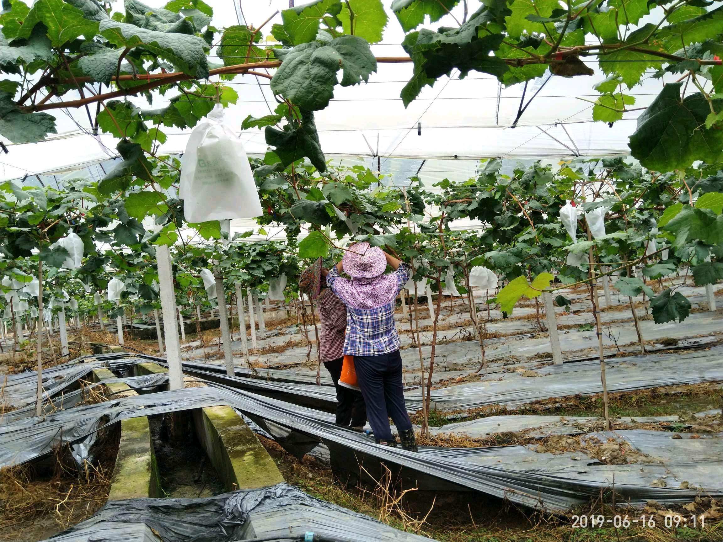 柳州百朋鎮葡萄園的定位巡園、農事記錄 柳州百朋鎮葡萄園的定位巡園、農事記錄