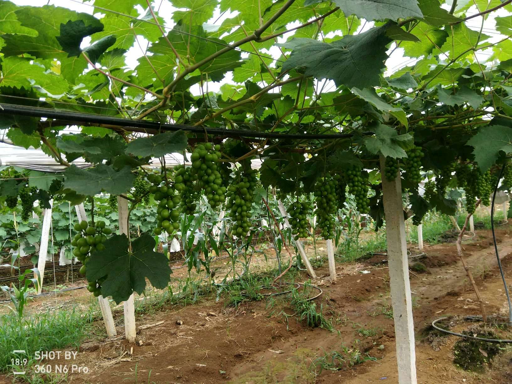 柳州百朋鎮葡萄園的定位巡園、農事記錄 柳州百朋鎮葡萄園的定位巡園、農事記錄
