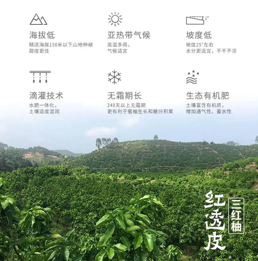 耘小寶服務智慧果業生產招牌果基地——福建三紅蜜柚,異常氣象提前預警 耘小寶服務智慧果業生產招牌果基地——福建三紅蜜柚,異常氣象提前預警