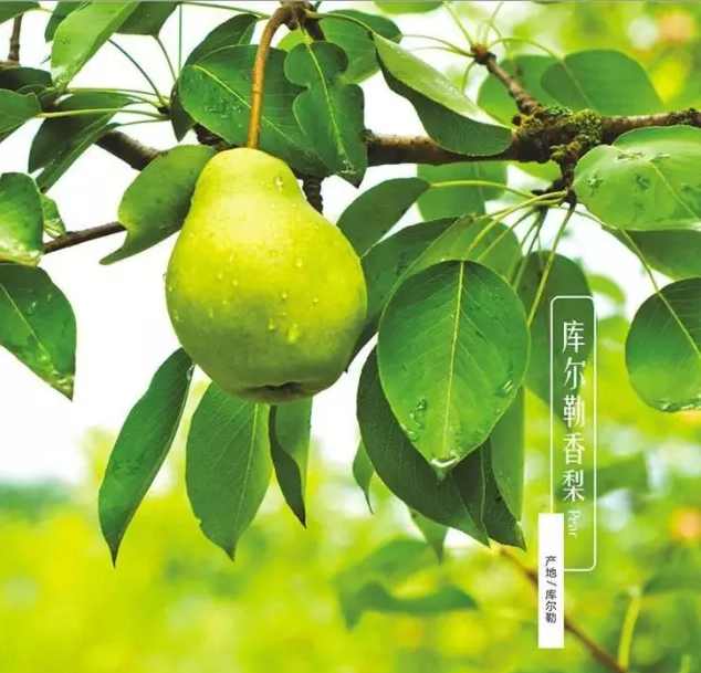 新疆庫爾勒香梨,智慧農業實現規模化、標準化