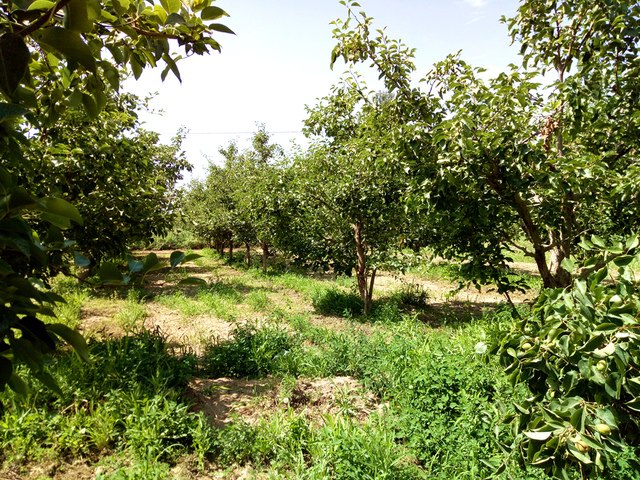 新疆庫爾勒香梨,智慧農業實現規模化、標準化