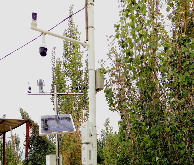 新疆庫爾勒香梨,智慧農業實現規模化、標準化