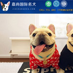 嘉尚寵物網(wǎng)站建設